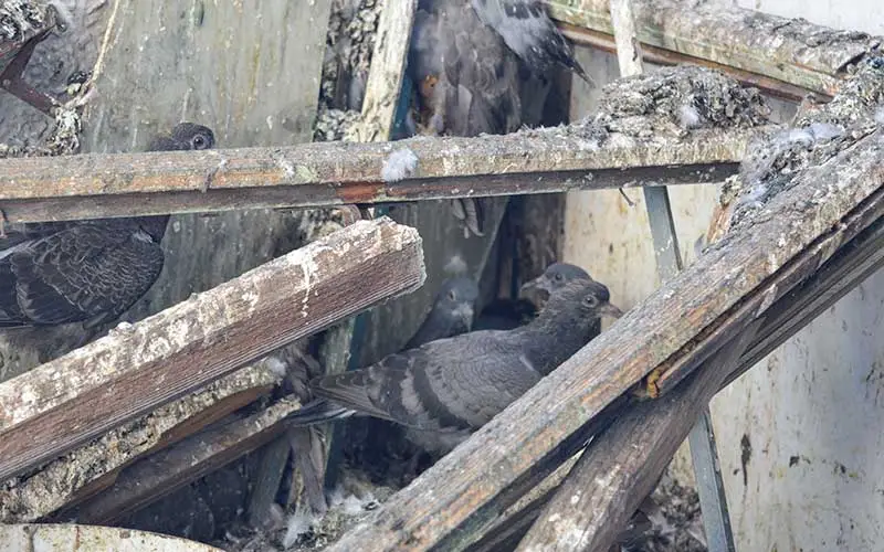 guano dei piccioni