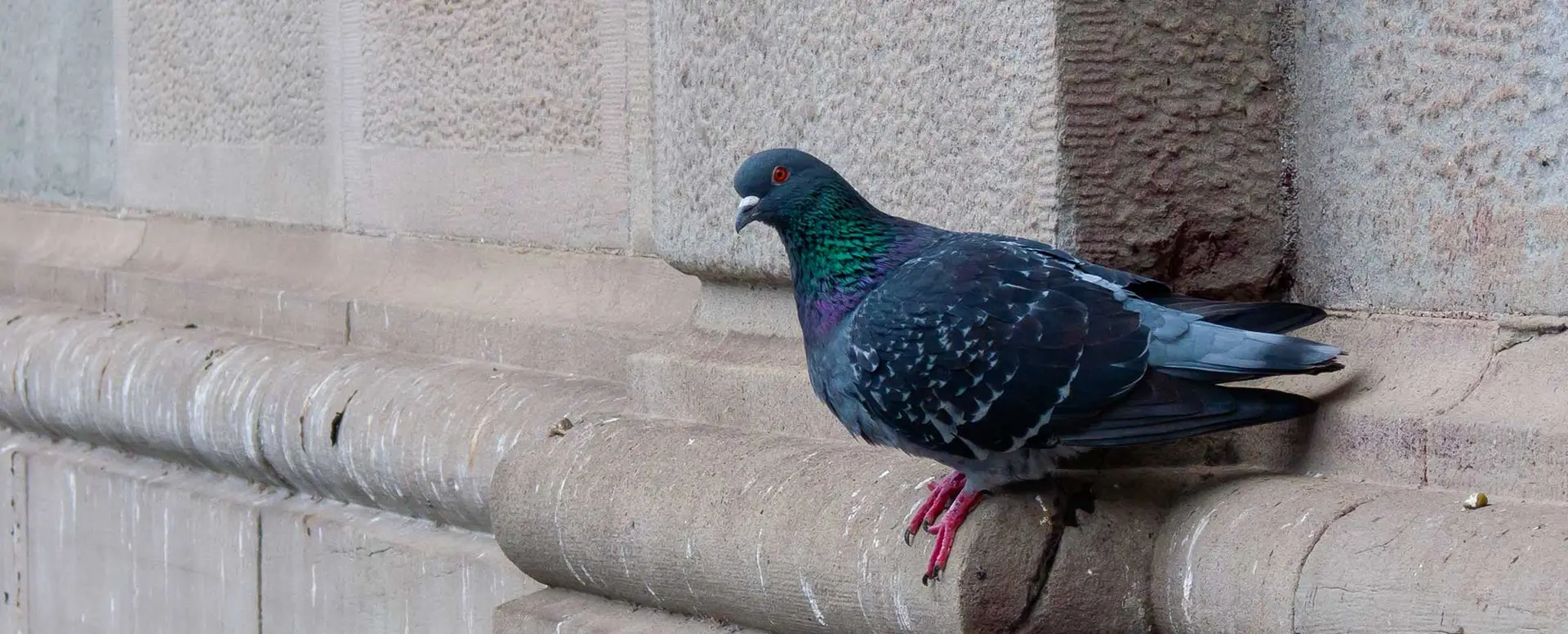 rimozione guano piccioni